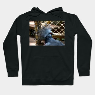 Victoria Crowned Pigeon Hoodie